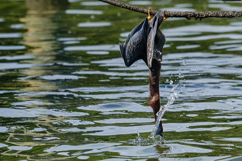 Pensacola Green Heron Photography Wildlife Bayou Chico