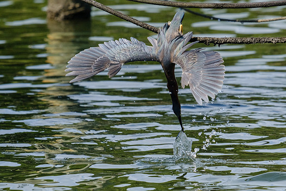 Pensacola Green Heron Photography Wildlife Bayou Chico