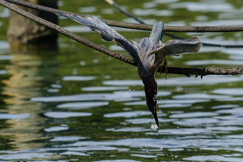 Pensacola Green Heron Photography Wildlife Bayou Chico