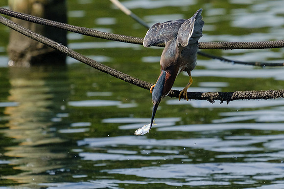Pensacola Green Heron Photography Wildlife Bayou Chico