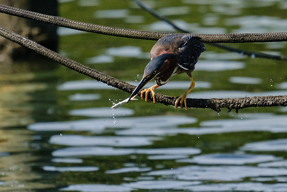 Pensacola Green Heron Photography Wildlife Bayou Chico