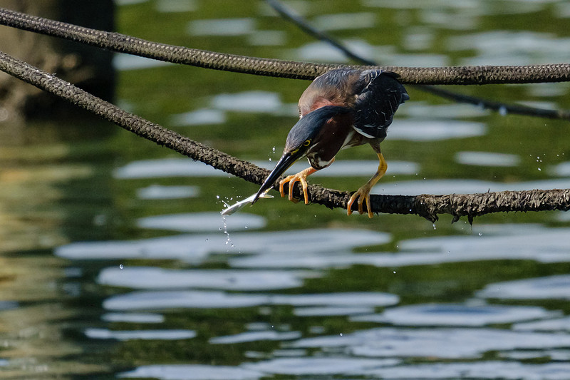 Pensacola Green Heron Photography Wildlife Bayou Chico