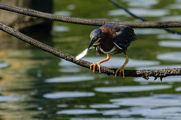 Pensacola Green Heron Photography Wildlife Bayou Chico