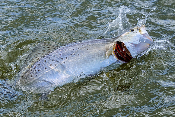Fairhope Fishing