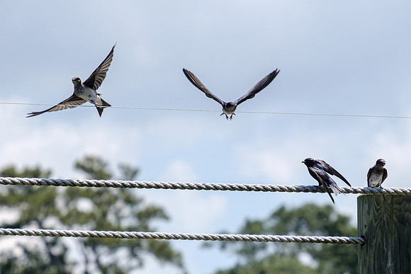 Fairhope Wildlife Photographer