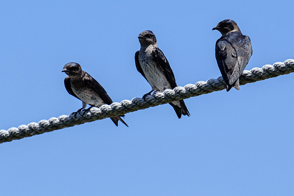 Fairhope Wildlife Photographer