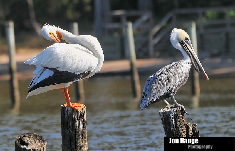 White Pelicans in Daphne,Alabama