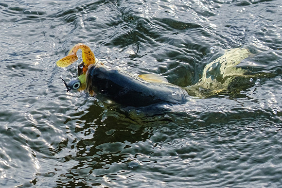 Pensacola Inshore Fishing Photography