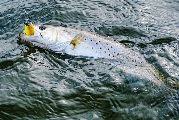 Pensacola Inshore Fishing Photography