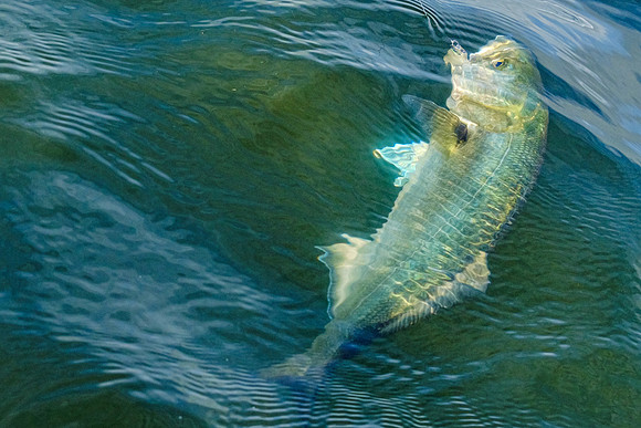 Pensacola Inshore Fishing Photography