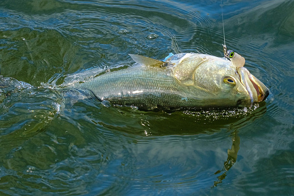 Pensacola Inshore Fishing Photography