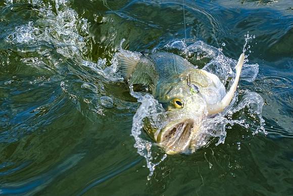 Pensacola Inshore Fishing Photography
