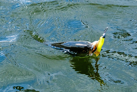 Pensacola Inshore Fishing Photography