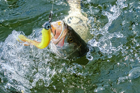 Pensacola Inshore Fishing Photography