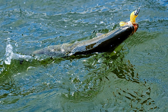 Pensacola Inshore Fishing Photography