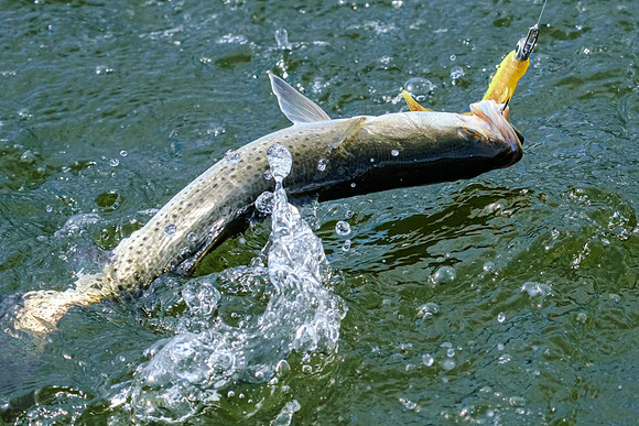 Pensacola Inshore Fishing Photography
