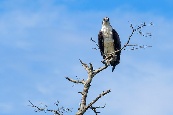 Pensacola Inshore Fishing Photography