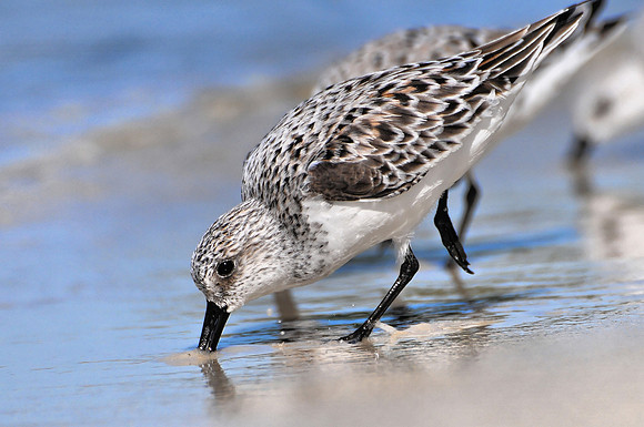 Sanderlings