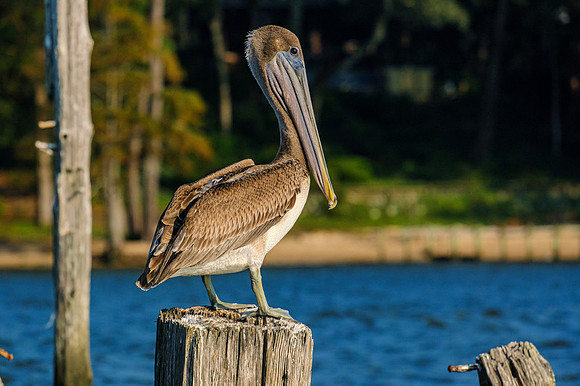 Mobile Bay Inshore Fishing