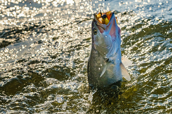 Mobile Bay Inshore Fishing