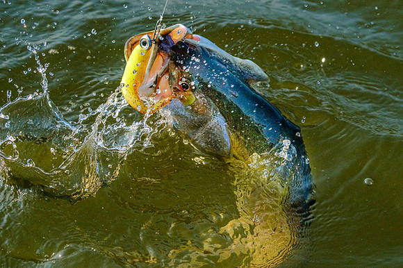 Mobile Bay Inshore Fishing