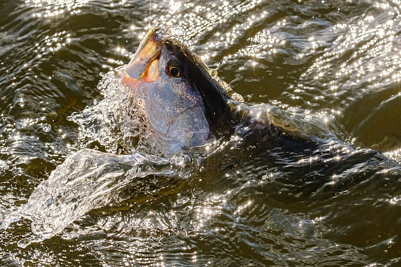 Mobile Bay Inshore Fishing