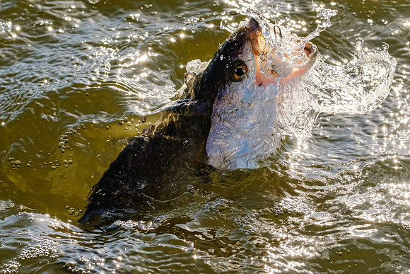 Mobile Bay Inshore Fishing