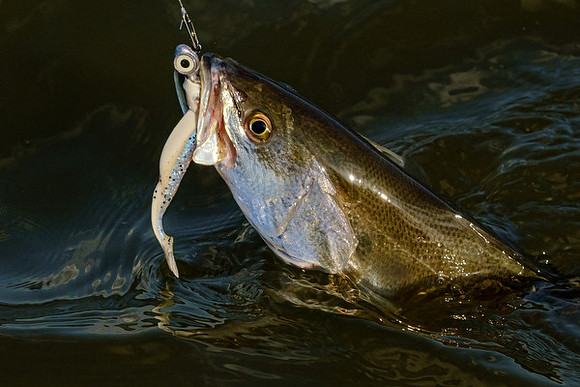 Mobile Bay Inshore Fishing