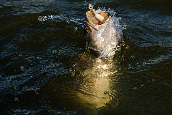 Mobile Bay Inshore Fishing
