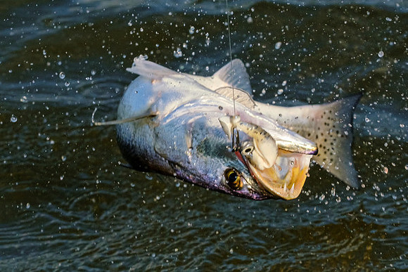 Mobile Bay Inshore Fishing