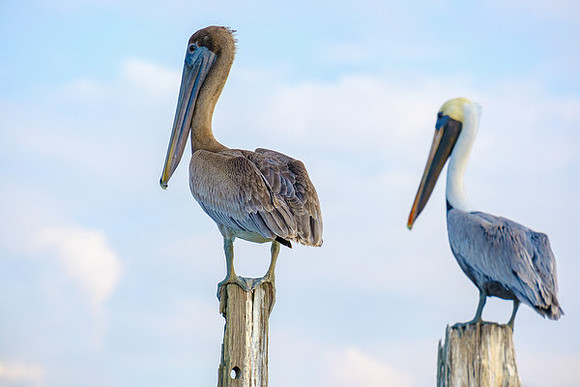 Mobile Bay Inshore Fishing
