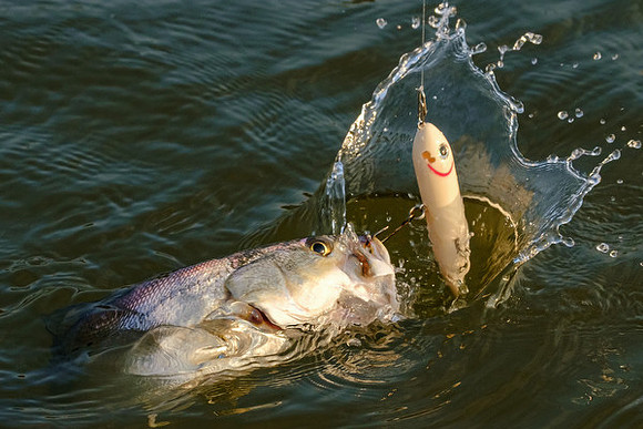 Mobile Bay Inshore Fishing