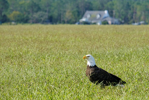 Baldwin County Bald Eagles
