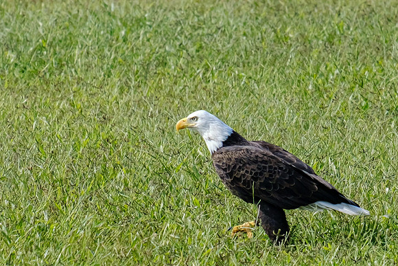 Baldwin County Bald Eagles
