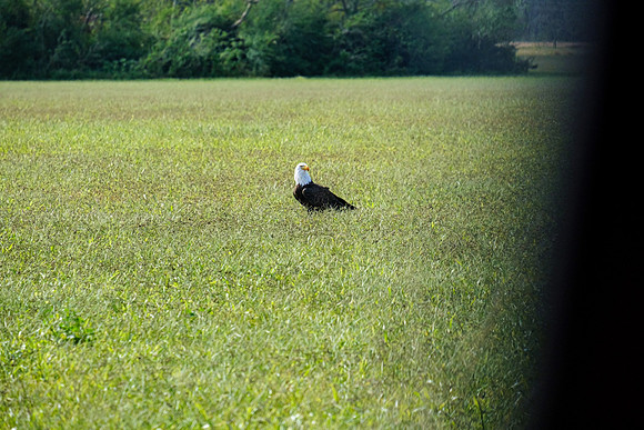 Baldwin County Bald Eagles