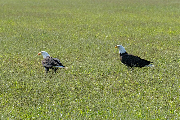 Baldwin County Bald Eagles