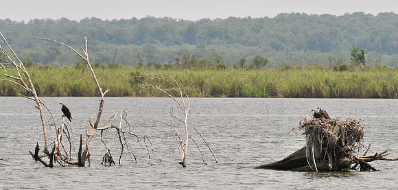 Osprey Nest in Mobile Bay