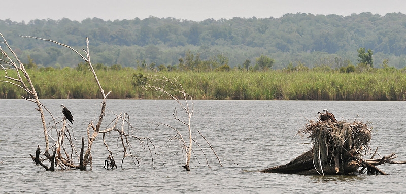 Osprey Nest in Mobile Bay