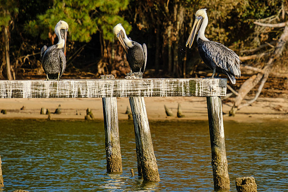 Brown Pelican Photography