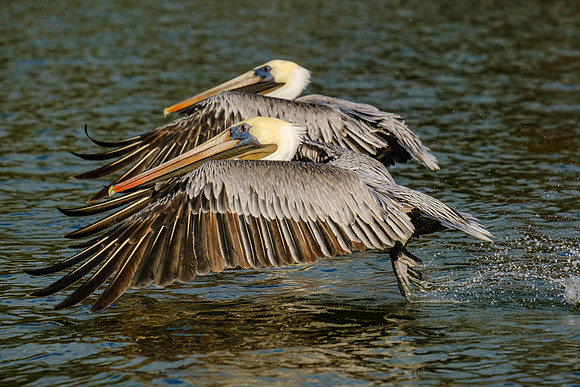 Brown Pelican Photography