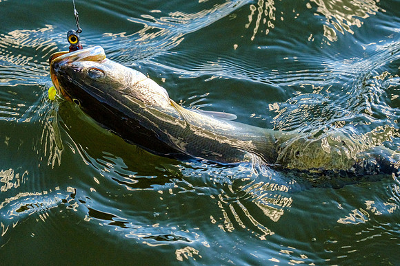 speckled trout action photography