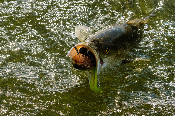 speckled trout action photography