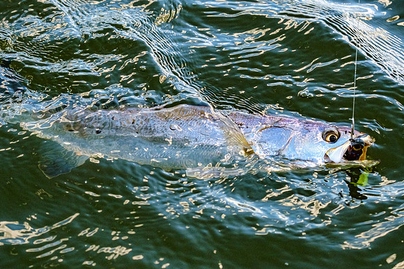 speckled trout action photography