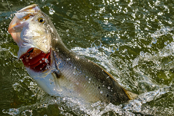 speckled trout action photography