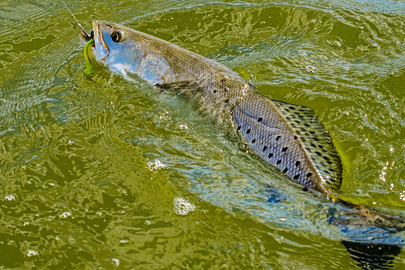 speckled trout action photography