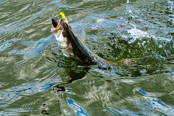 speckled trout action photography