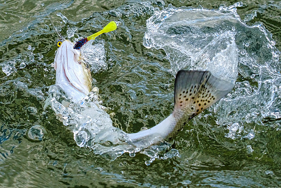 speckled trout action photography
