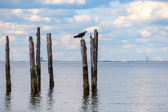 Osprey in Daphne Alabama