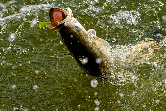 speckled trout action photography