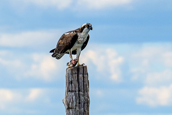 osprey with fish catch